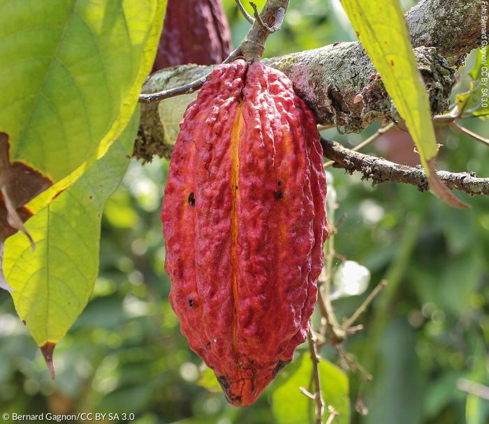 Theobroma Kakaofrucht, Ecuador
