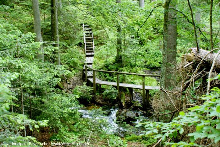 Auf dem 1,3 Kilometer langen Holzsteg geht es durch den Bergmischwald.