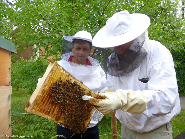 Gregor Pahl (li.) und Steve Gallasch auf der Suche nach der zweiten Königin in ihrem Bienenstock. Im Sommer gibt es für die Hobby-Imker von St. Thomas immer etwas zu tun.
