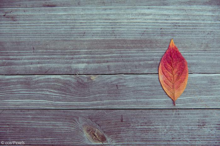 Herbst: Blatt auf einem Holz