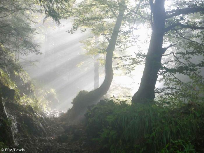 Wald und Lichtung mit Lichtstrahl und Nebel