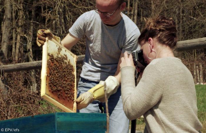 Im Museum "Wald und Umwelt" bei Ebersberg wird gezeigt, wie Honig entsteht