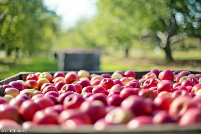 Äpfel zählen zu den beliebtesten Obstsorten in Deutschland.