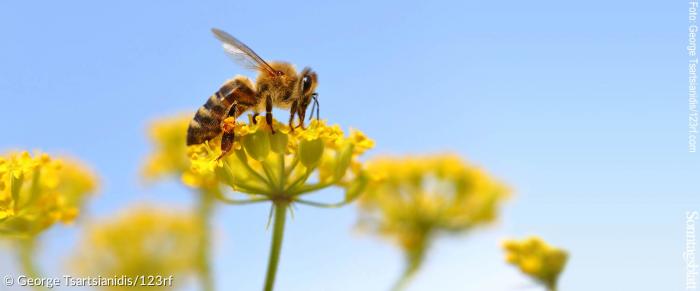 Biene - Umweltschutz - Artenvielfalt