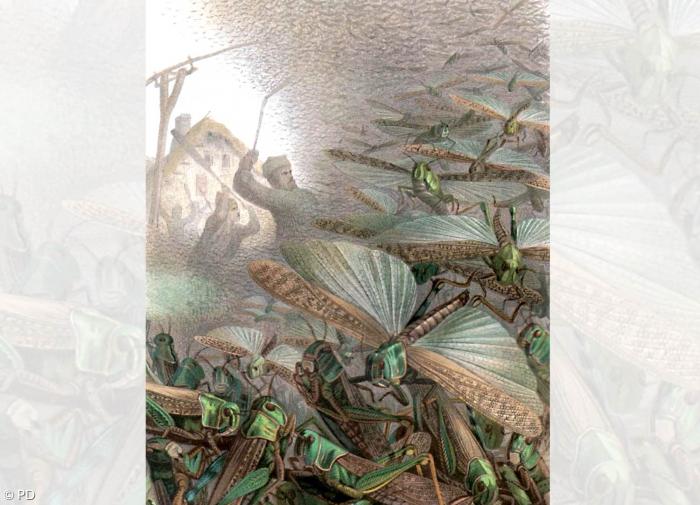 Ein Schwarm Wanderheuschrecken fällt als Plage über das Korn her - Bildtafel aus Brehms Tierleben 1884