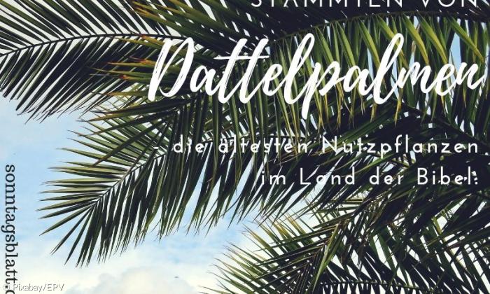 Warum Feiern Wir Palmsonntag Sonntagsblatt 360 Grad Evangelisch