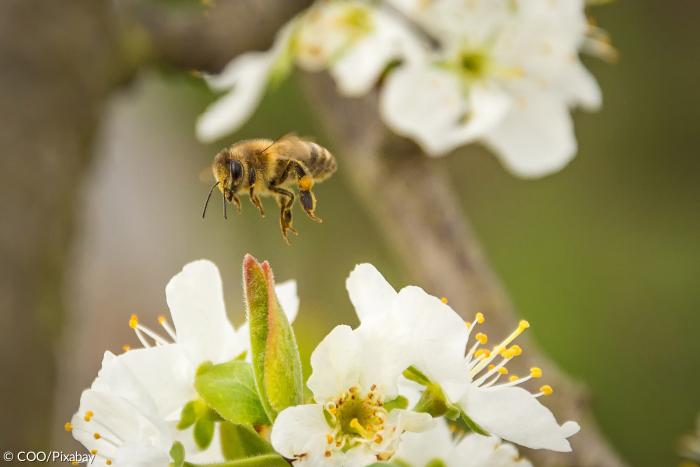 Biene fliegt zur offenen Blüte