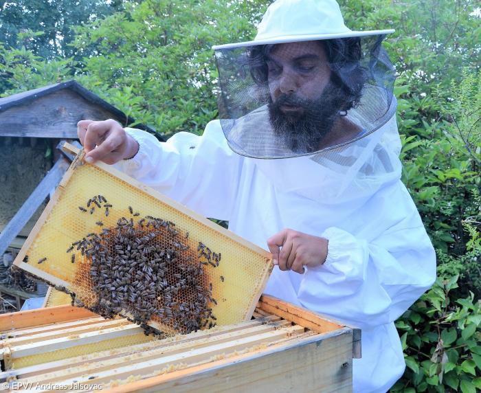 Bienen Imker Nico Dibiase Mesner 