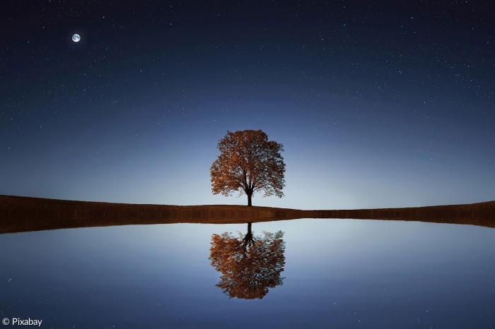 Baum Himmel Nacht Einsamkeit Mond