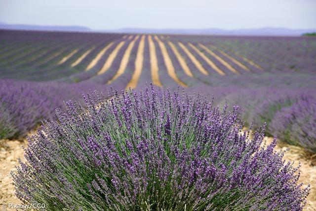 Lavendel Provence Arzneipflanze des Jahres 2020 Symbol