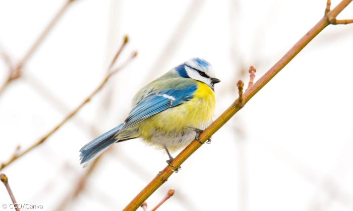 Eine Blaumeise