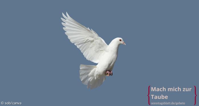 Eine weiße Taube fliegt mit ausgebreiteten Flügeln.
