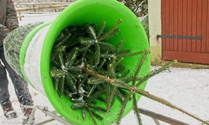 Ein Weihnachtsbaum liegt in einem sogenannten Netztrichter und wird eingepackt. Der Trichter steht im Schnee und ist hellgrün.