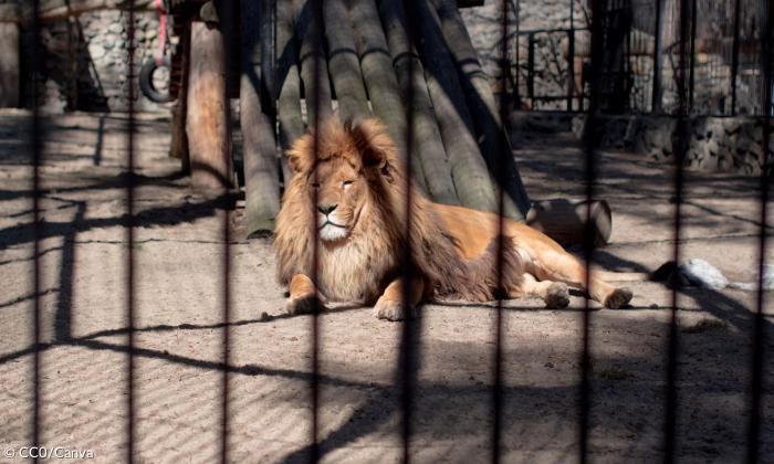 Ein Löwe liegt im Käfig