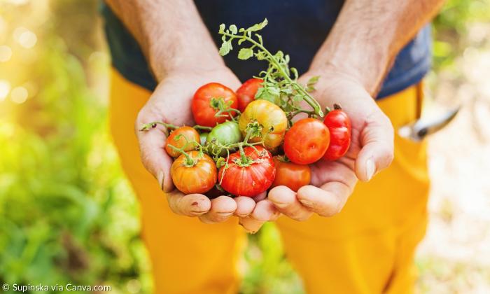 Tomaten auf einer Hand