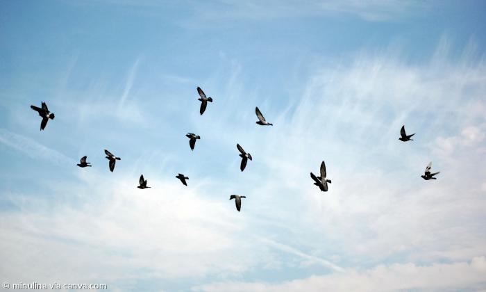 Vögel am Himmel