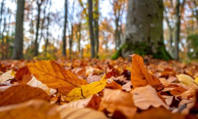 Geistlicher Impuls: Mit Gold und Güte in den Herbst