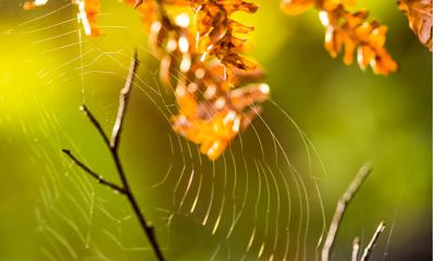 Altweibersommer: Was bedeutet der Begriff und woher kommt er?