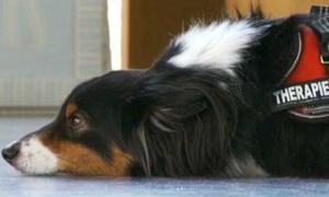 Tiergestützte Therapie: Wie Tiere Heilung und Freude bringen | Lebensformen