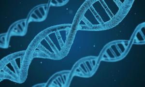 In der DNA sind alle Erbinformationen eines Menschen gespeichert.