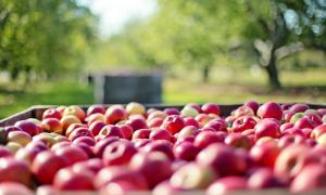 Äpfel zählen zu den beliebtesten Obstsorten in Deutschland.