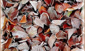 Herbstblätter am Boden mir Frost