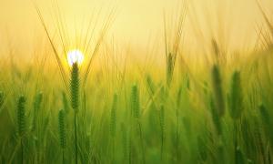Weizenfeld mit Sonne im Hintergrund