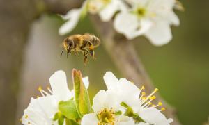 Biene fliegt zur offenen Blüte