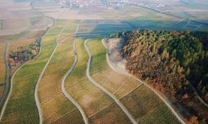 Trockenstress in Unterfranken: Die bekannteste Iphöfer Weinlage ist der Julius-Echter-Berg. Das Luftbild aus dem trockenen Sommer 2018 zeigt, wo die Reben besonders unter Wassermangel leiden.