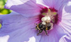 Biene Blume Artenvielfalt Natur Garten