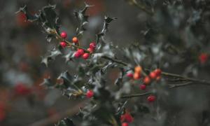 Stechpalme Ilex