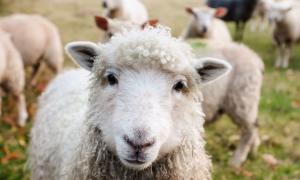Schafe mieten