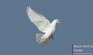 Eine weiße Taube fliegt mit ausgebreiteten Flügeln.