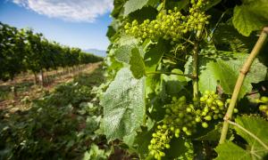Nahaufnahme einer Weinrebe auf einem Weinfeld. Man erkennt kleine grüne Weintrauben an der vordersten Pflanze.