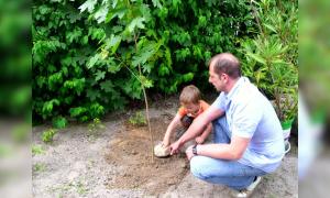 Ein Mann und ein Junge pflanzen einen Baum